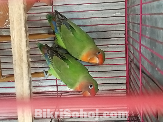 Love Bird